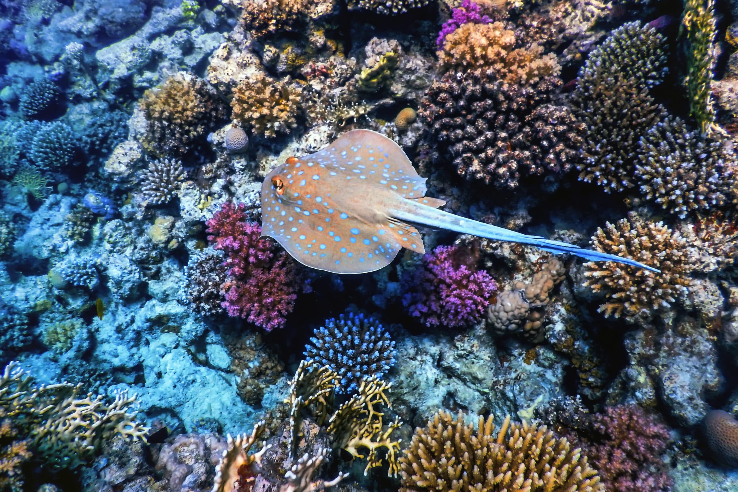 Swimming Bluespotted stingray